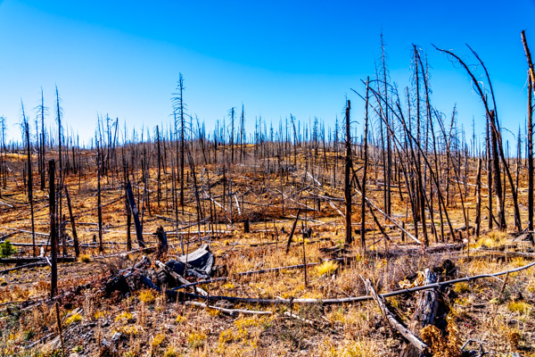 Photo of Wallow Fire burn scar