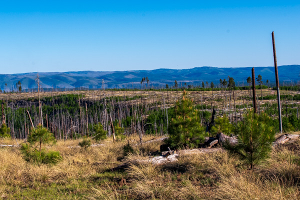 Photo of Wallow Fire burn scar above the West Fork of the Black River