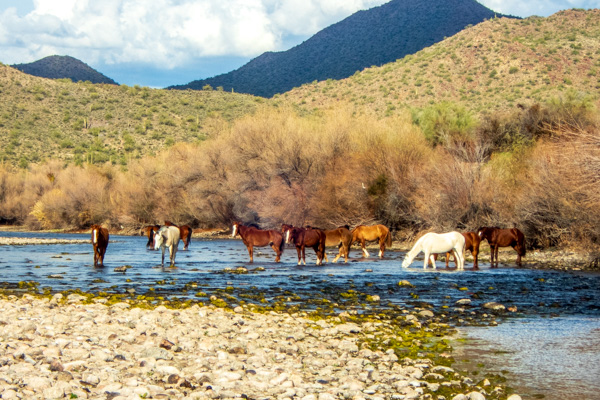 Picture of wild horses on the lower Salt River