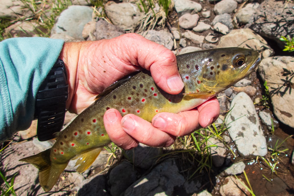 Photo of a Brown Trout