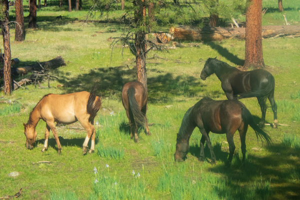 Photo of feral horses in Apache-Sitgreaves National Forest