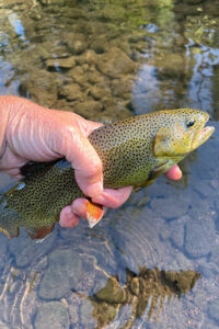 Picture of Apache trout